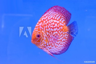 Bild på The pompadour in the cabinet bright colors